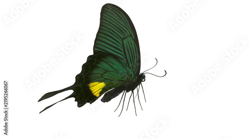 Картината върху платно Isolated iridescent green butterfly with yellow markings, graceful side view, be