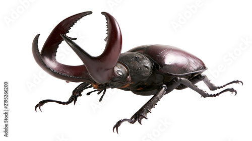 Obraz na płótnie Isolated imposing dark brown stag beetle specimen with striking, powerful mandibles