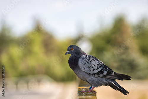 A tagged grey carrier pigeon stands on a yellow railing, facing forward in vertical composition.