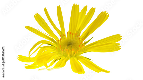 Obraz na plátne Isolated detailed close-up of a beautiful vibrant yellow flower with slender pet