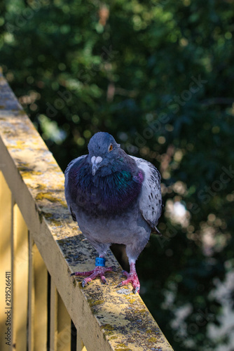 A grey homing pigeon with a blue leg ring perches on a railing against a soft blurred background.