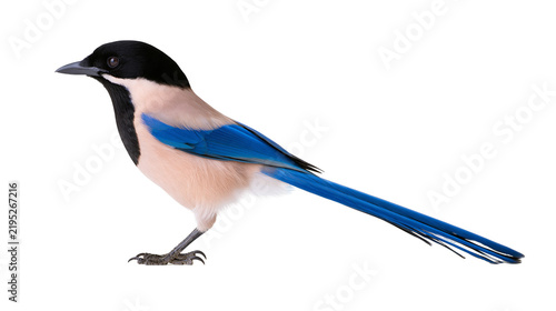 Bild auf Leinwand Isolated magnificent blue and black bird, an Azure-winged Magpie, with a very long tail