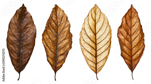Foto Isolated set of four dried autumn leaves showing detailed veins and natural textures