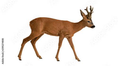 Canvas Print Isolated adult male Roe deer buck standing in side view, a beautiful wild animal mammal