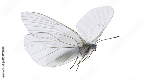 Canvastavla Isolated delicate white butterfly with translucent wings close up, detailed view of insect anatomy