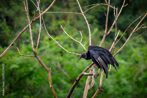 Konstfotografi ave animal jote de cabeza negra