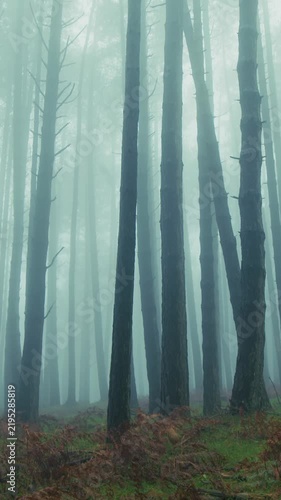 Through the forest fog, slender tree trunks rise towards the melancholic sky