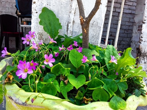 Obraz na płótnie Flores Hermosas