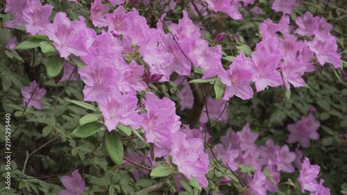 A smooth camera pan moves across flowering pink azalea branches in natural daylight. Lush floral clusters and green foliage fill the frame in vivid spring bloom.