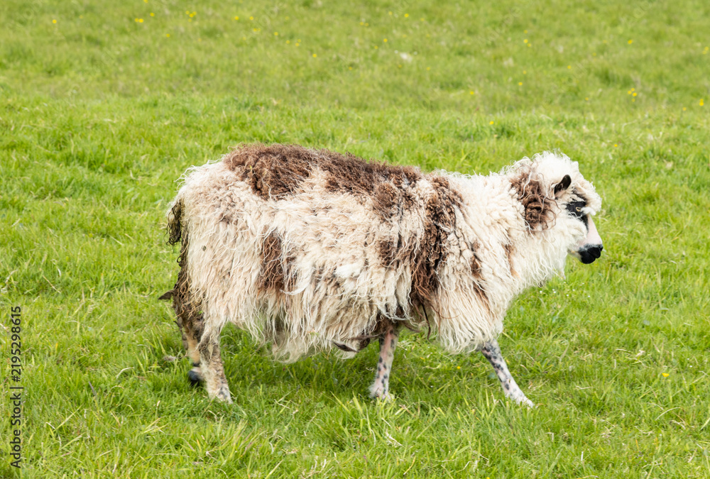 Fototapeta premium Sheep in the beautiful landscape of Akraberg on island of Suduroy in the Faroe islands