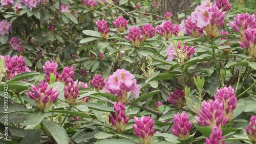 Opening pink Catawba rhododendron buds and flowers rest in natural daylight. A static close up showcases vibrant petals and leathery evergreen foliage.