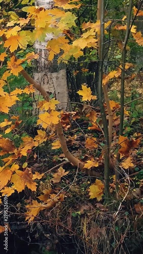 Close-up of maple tree branch with lush golden yellow autumn leaves sway in wind on shore of lake or river in forest or park. Late fall season landscape with vibrant foliage, vertical panoramic shot.