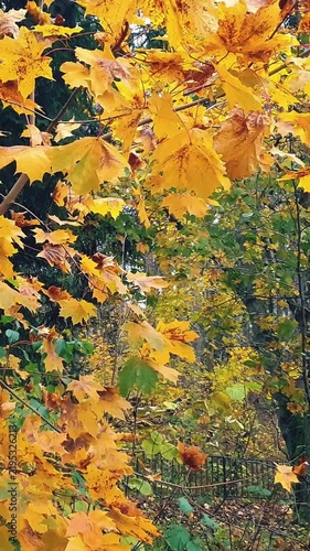 Close-up of maple tree branch with vibrant golden yellow autumn foliage swaying in wind in forest or park at cloudy day of late fall. Natural background from lush autumnal leaves, vertical shot.
