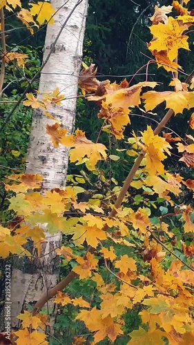 Close-up of maple tree branch with golden yellow autumn leaves sway in wind against white birch trunk in forest or park. Late fall season natural background from lush autumnal foliage, vertical shot.