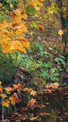 Vertical autumnal scenery maple tree branch with golden yellow autumn leaves sway in wind over small pond or river with still water surface in forest or park. Natural background from lush fall foliage