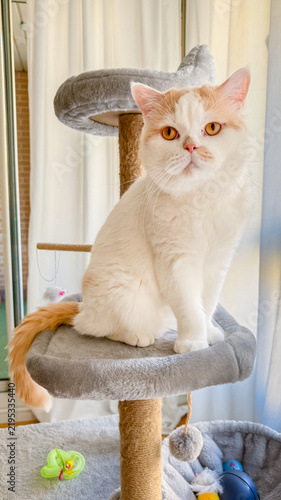 Pedigree Cat Sitting on Cat Scratching Post Tower
