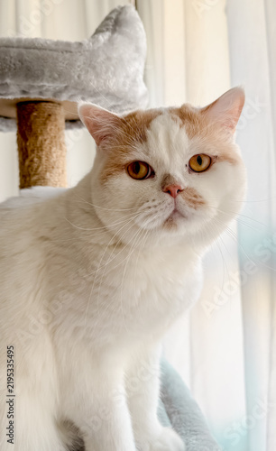 Shorthair Cat on Support Tower