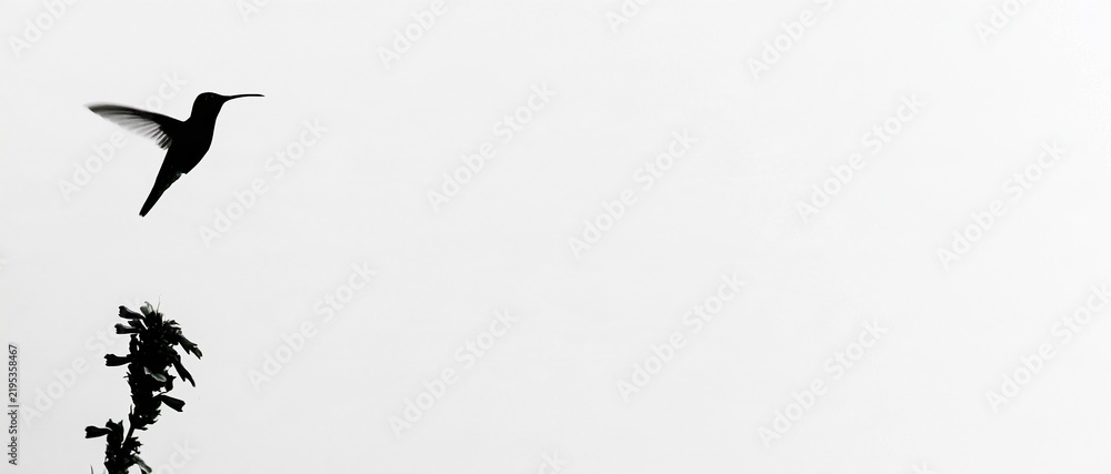 Fototapeta premium Minimalist Black Silhouette of a Hummingbird in Flight Over a Dark Plant Against a White Sky