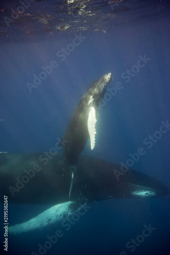 Baby humpback whale heading to the surface for a breath in the Caribbean