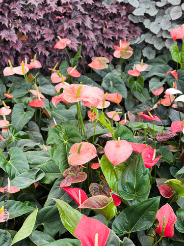 Bild auf Leinwand Flamingo flower
