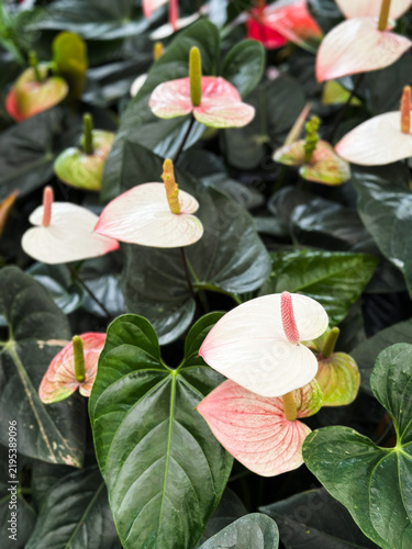 Принти на полотні Flamingo flower