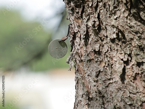 Round metal tree tag on a conifer tree at a public park