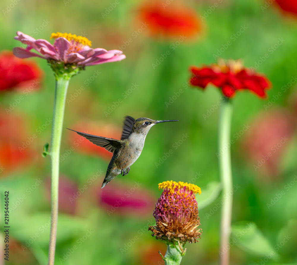 Fototapeta premium close up on flying ruby throated hummingbird above flower