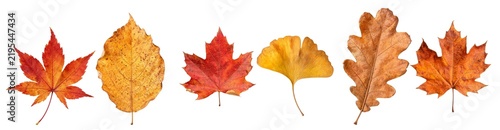 Realistic Autumn Leaves Collection | Maple, Ginkgo, Oak & Fall Foliage PNG