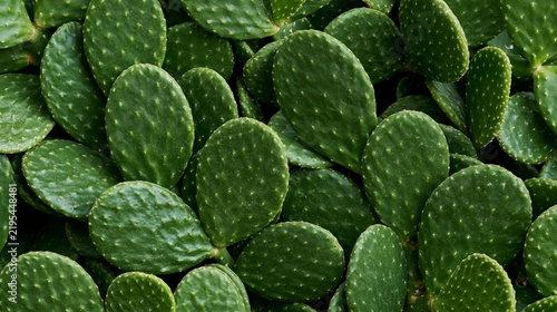 dense nopal cactus pads filling the entire frame