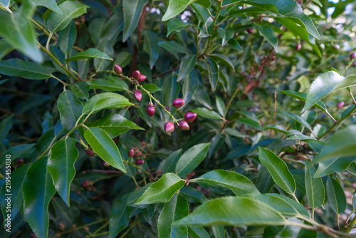 Foto Reddish Stone Fruits of Portuguese Laurel (Prunus lusitanica) Growing on the Tre