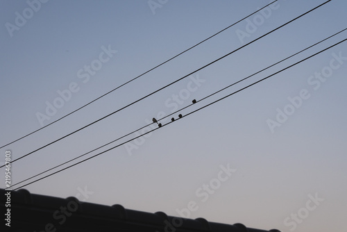 Tapety artystyczne 電線と鳥