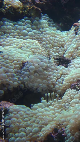 Vertical video of bubble-tip anemone (Entacmaea quadricolor) swaying in the water flow