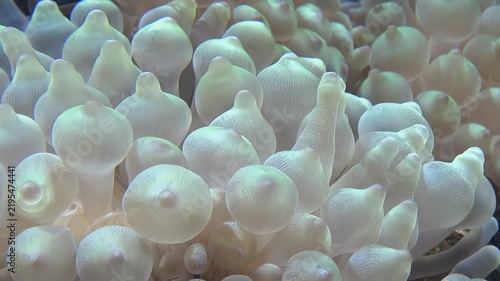 Video of bubble-tip anemone (Entacmaea quadricolor) swaying in the water flow