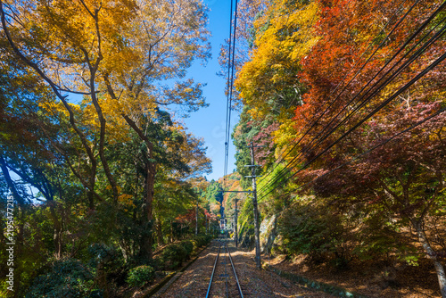 Fototapeta 高尾山ケーブルカーと紅葉