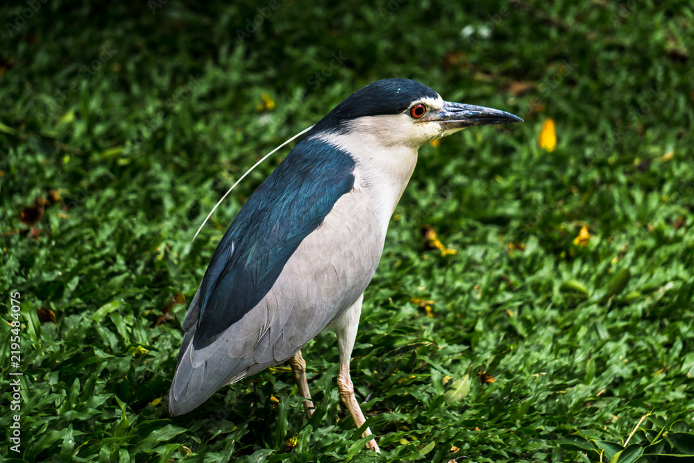 Fototapeta premium A cool bird with red eyes walks through the grass in Malaysia