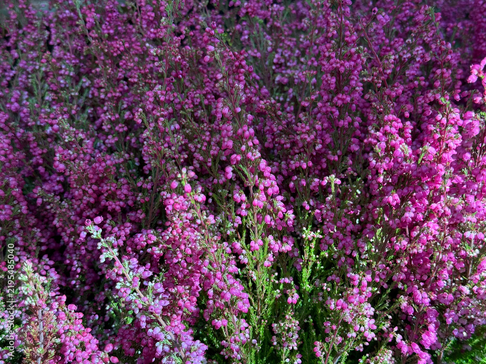 Fototapeta premium Scotch heather calluna vulgaris evergreen flowering shrub