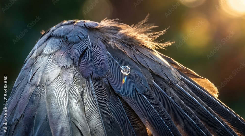 Obraz premium Close up detail of iridescent bird wing feathers with a single glistening water droplet at sunset