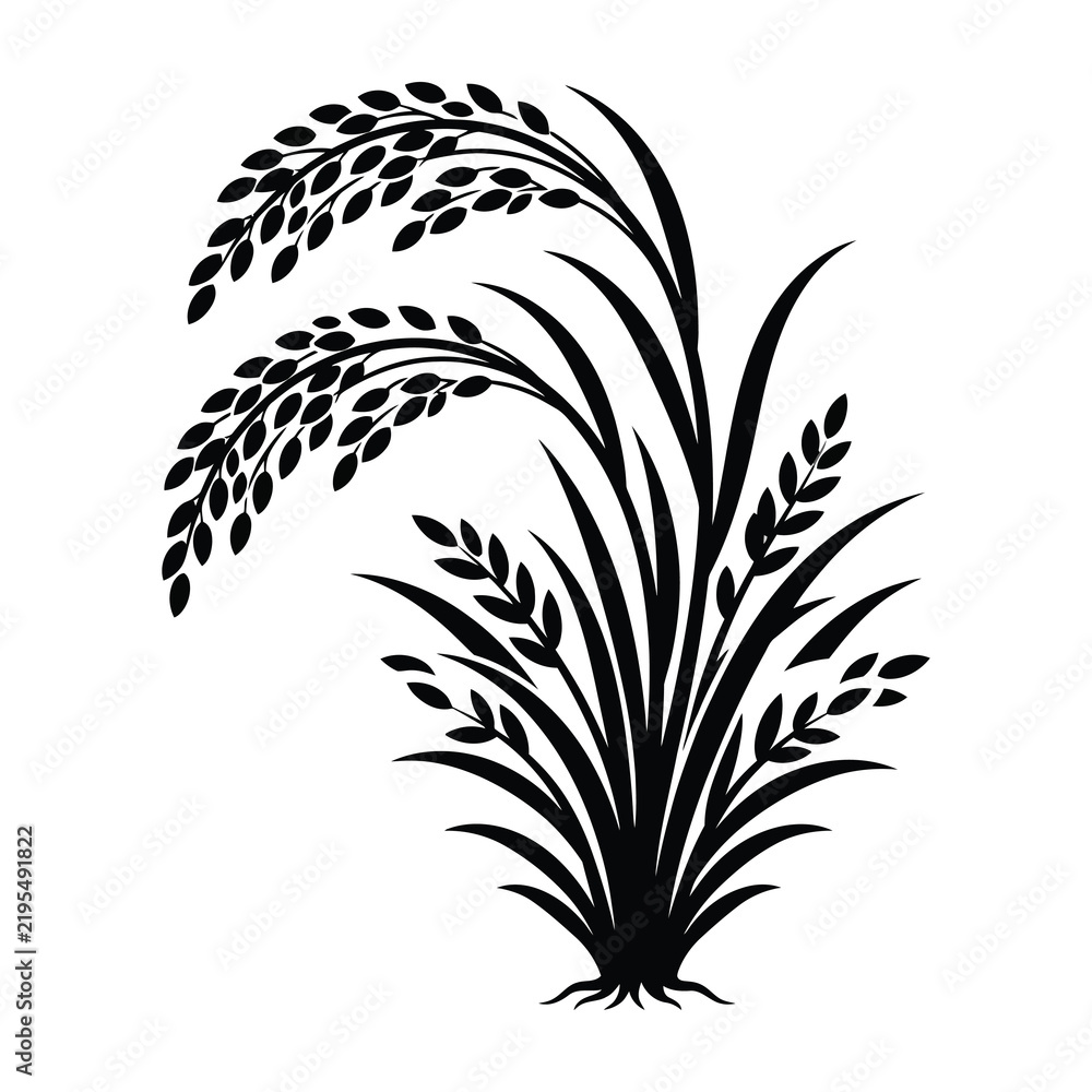 Obraz premium Black silhouette of rice plant with long stems and leaves on white background
