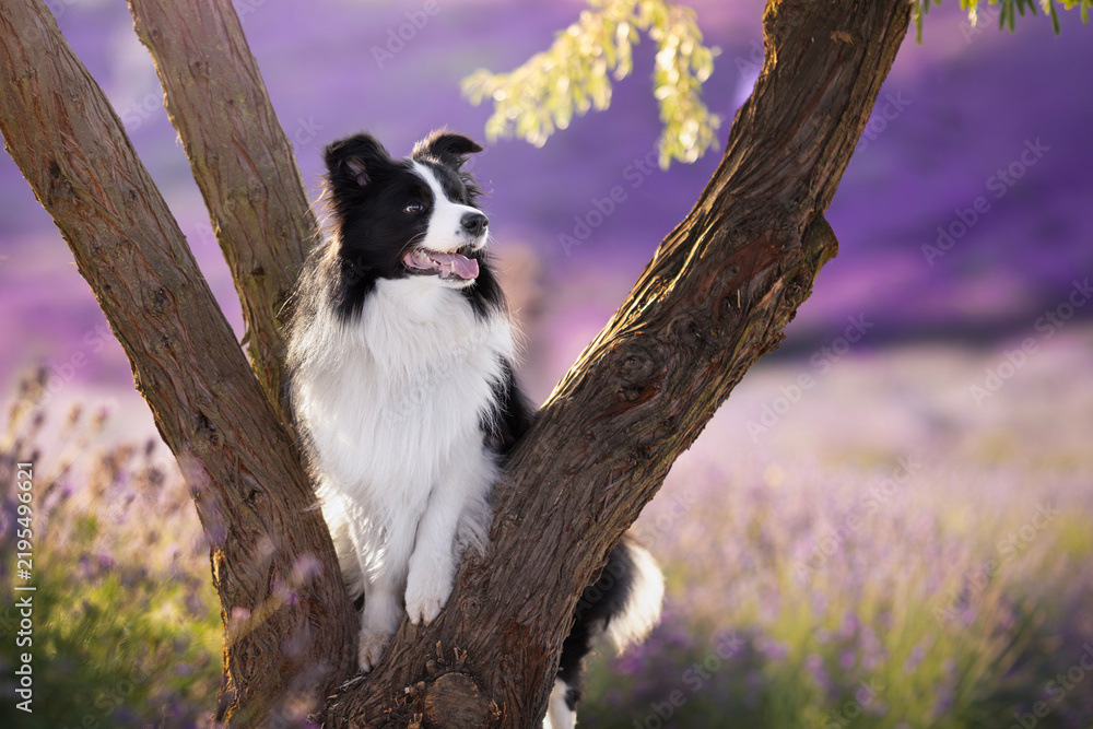 Fototapeta premium border collie in lavender fields