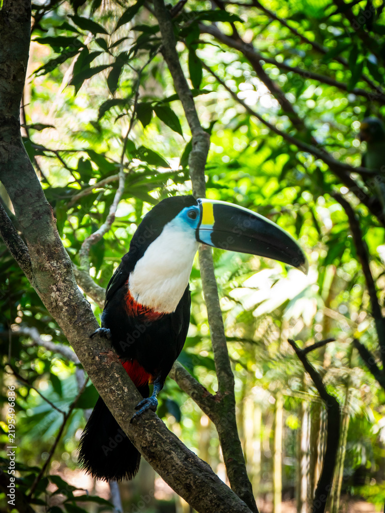 Fototapeta premium A White-throated Toucan (Ramphastos tucanus) perched on a tree branch in the Ecuadorian Amazon rainforest. The bird has black plumage, a white throat and chest, blue skin around the eye, a large dark 
