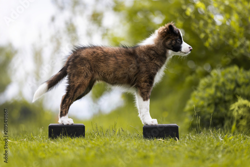 Plakat border collie puppy