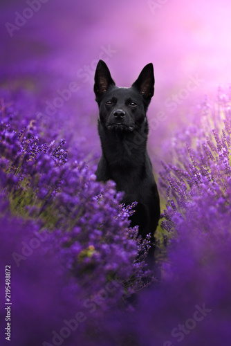 Plakat australian shepherd kelpie in lavender fields