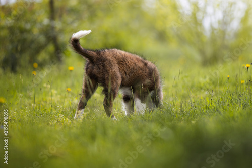 Plakat border collie puppy