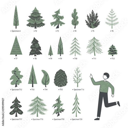 Conifer tree species collection with illustrated pine, spruce, fir, and evergreen tree silhouettes