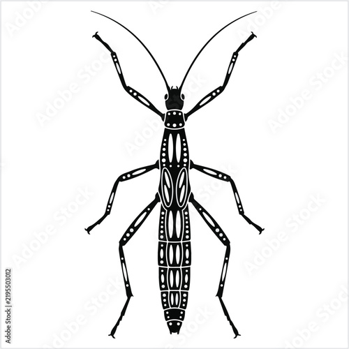 Detailed stick insect vector illustration isolated on a plain background for biological study