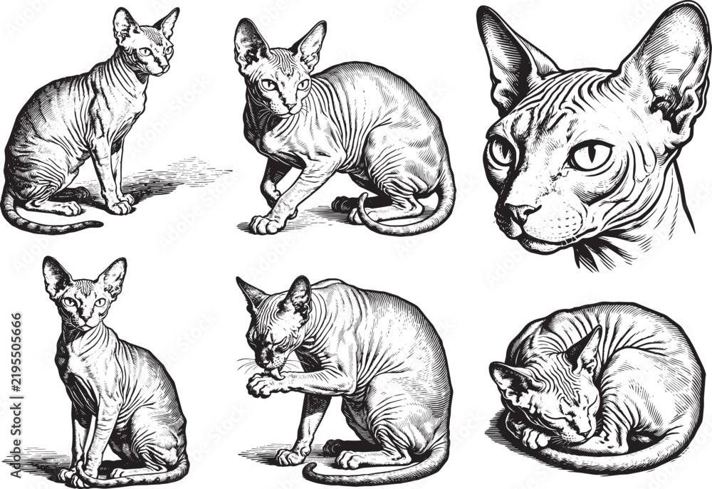 Fototapeta premium Hand drawn Sphynx Cat illustration line set poses, detailed sketch vintage ink style