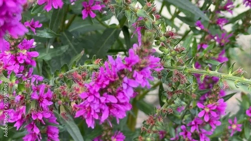 Close-up of Vanessa cardui with orange, black, and white wings on dense magenta flower clusters