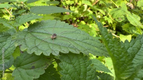 Daddy longlegs spider on Urtica dioica leaf amid dense green nettle foliage in daylight