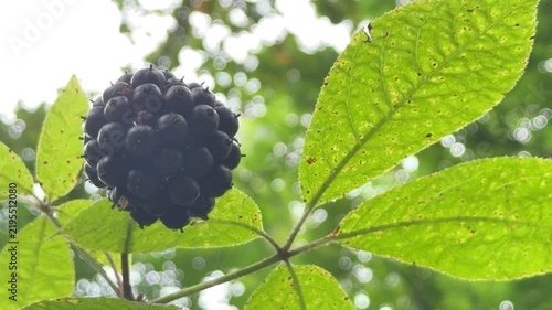 Cluster of dark purple Eleutherococcus senticosus berries amid vibrant green leaves with bokeh background