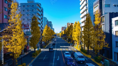 A timelapse of traffic jam at the yellow gingko street in Tokyo wide shot tilt